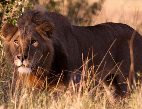 Our Internal Predator Ambushing Our Conversation